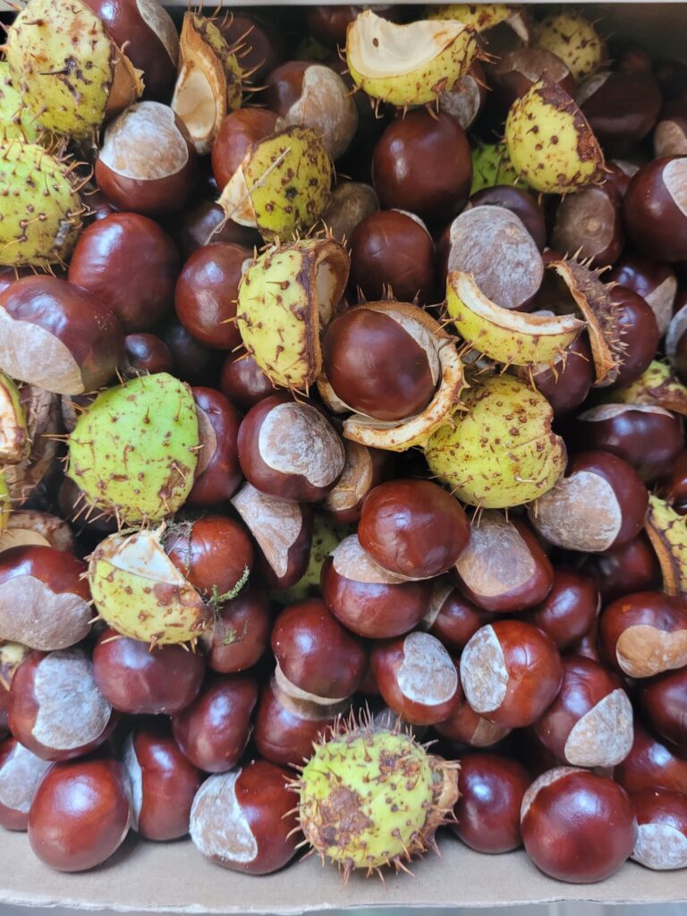 jesień